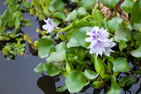 Aquatic waterbodies across the world have experienced problems of hyacinth’s invasion