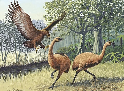 Moa extinction was ‘unavoidable’ due to Polynesian colonisation of Aotearoa-New Zealand: Study