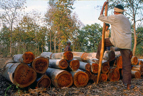 India is fast losing its agroforests to make room for more farms