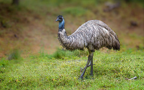 Emus and rheas not as ‘dumb’ as previously thought, finds study