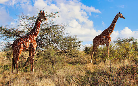 Giraffes’ gut flora determined by species, not diet: Study