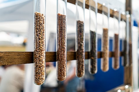 India’s new National Gene Bank is vital for safeguarding food security but challenges in community seed bank integration remain