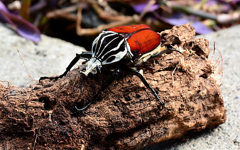 World’s largest insect faces extinction: how to save two species of Africa’s giant Goliath beetle