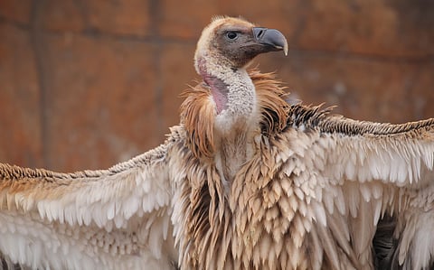 Cape Vultures spotted after 30 years in South Africa’s Eastern Cape