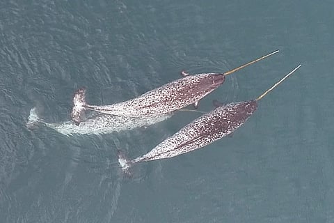 Sea unicorns: Narwhals studied for the first time using their tusks to hunt fish, forage and play