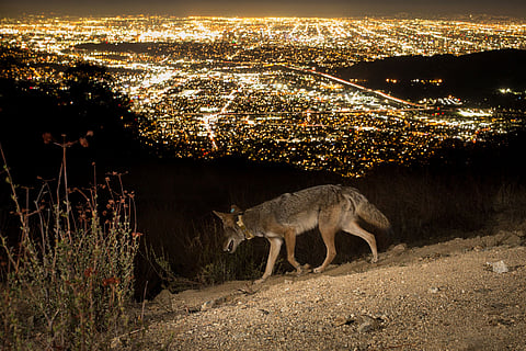 New study reveals how and why coyotes are thriving in the metropolis of Los Angeles