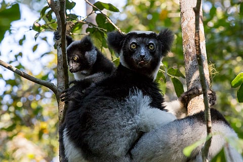 An indri, the largest living lemur.