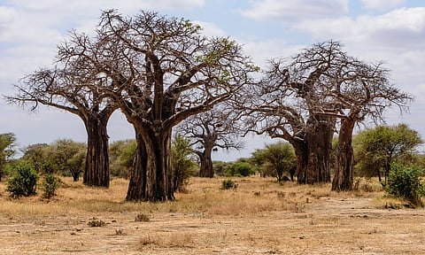 East Africa soil degradation hits 40%, with only 20% of land in Kenya fit for food production: Report