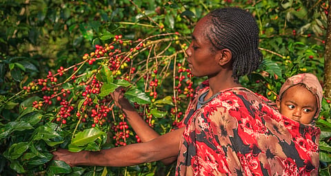 Adverse weather drives nearly 40% rise in coffee prices in 2024