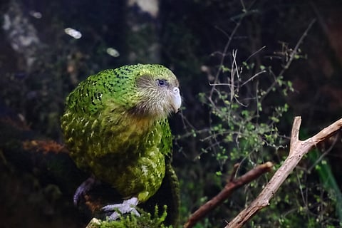 The kākāpō, a critically endangered nocturnal, flightless parrot from New Zealand, benefitted from a long-running recovery programme.