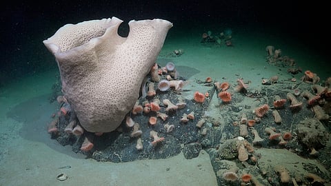 The expedition marked a significant milestone in the study of Antarctica's hidden ecosystems, following the calving of a massive iceberg that revealed a 510-square-kilometer area of seafloor previously covered by a thick ice shelf.