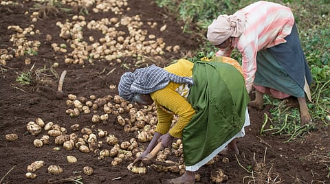 Over half of global crop production dependent on just 9 crops: FAO