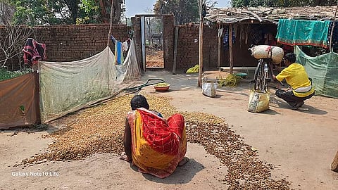 It’s mahua season: When a forest produce serves as 'rural ATM' and takes precedence over weddings