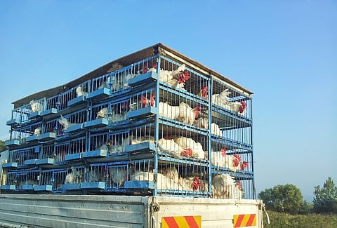 Large-scale commercial transport of domesticated animals is associated with the evolution and spread of new influenza varieties.