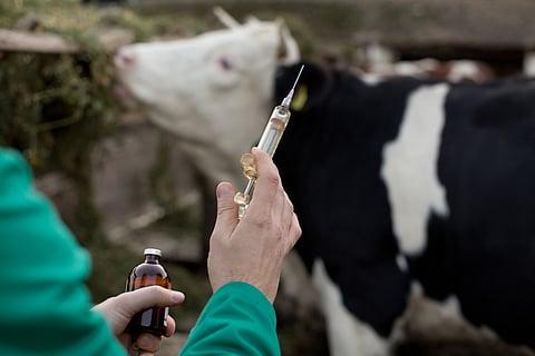 Antibiotic usage in livestock use to rise by 30% by 2040 — interventions needed: FAO