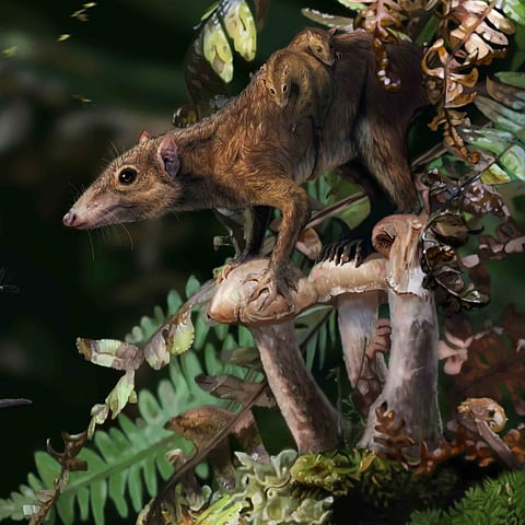 Dryolestes, a Late Jurassic relative of the Cretaceous therians