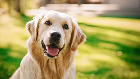 Good boy or bad dog? Our 1 billion pet dogs do real environmental damage