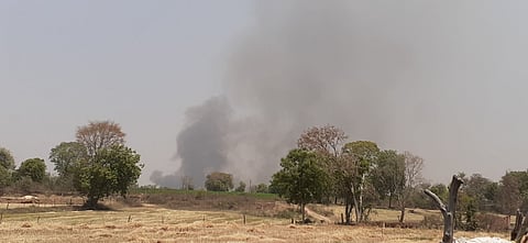 Heatwaves and summer moong cultivation aren’t going well in Madhya Pradesh’s Narmadapuram