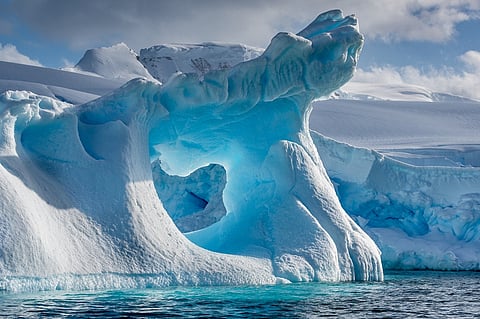 How insects and the smallest animals survive Antarctica