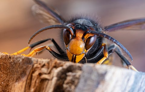 Asian hornet invasion threatens UK pollinators as sightings surge