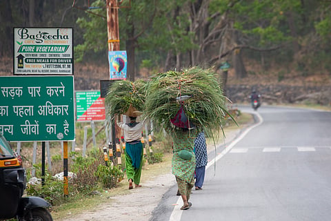 The green thread that weaves livelihoods in Corbett’s ancient woods