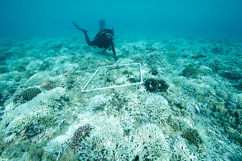 It’s official, nearly 84% of coral reefs are affected in the most widespread mass global bleaching event