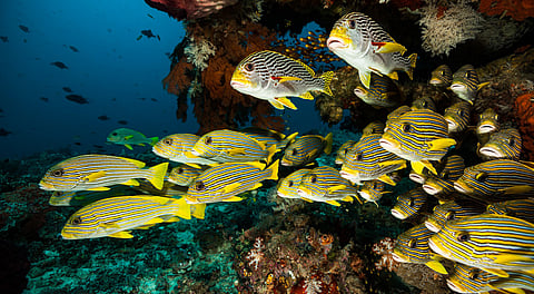 Despite billions pledged over last decade for protecting oceans, marine biodiversity still at stake: Report