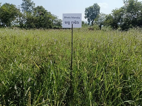 For decades, millets formed an integral part of the diet and livelihood of tribal communities in the region.