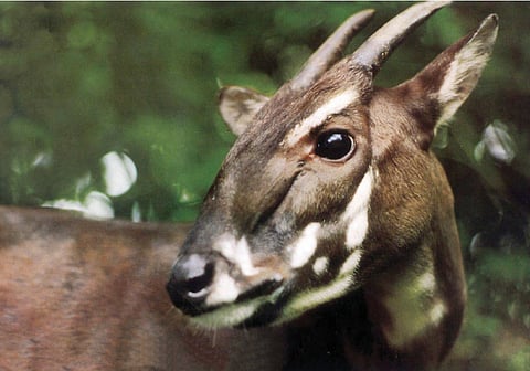 Saola: Scientists map genome of world’s rarest large land mammal