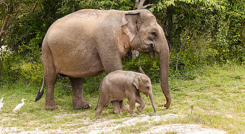 Loss of experienced elephants stops transfer of knowledge between pachyderm generations: Study