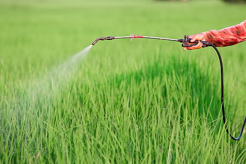 Rotterdam Convention deadlocked on chlorpyrifos as countries resist transparency in hazardous pesticide trade
