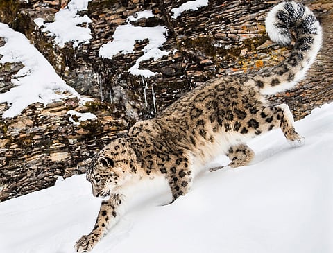 India’s largest protected area comes up in Spiti Valley
