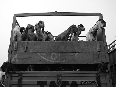 When hooves meet hopes in a desert's dawn — a peek at goat market in Alwar