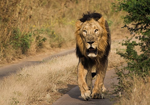 Asiatic lion population in Gujarat rises to 891 from 674 in 5 years — spreading beyond traditional habitats