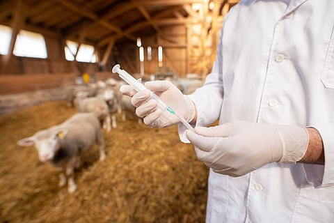 AMR could cost global economy $100 trillion by 2050, says first global animal health report