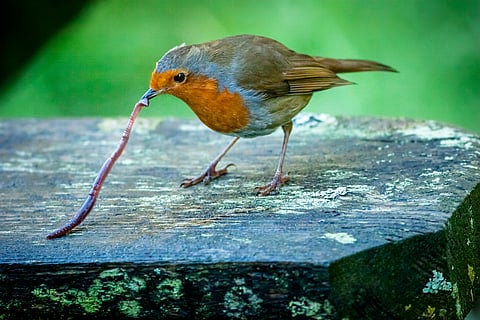 From soil to slugs to songbirds — how plastic is moving through ecosystems