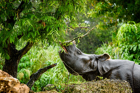 Dehorning rhinos tips the balance against poaching – new study