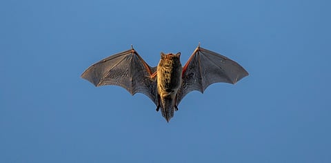 HKU5: This group of bat viruses is one mutation away from spilling over into humans and causing the next pandemic, finds study