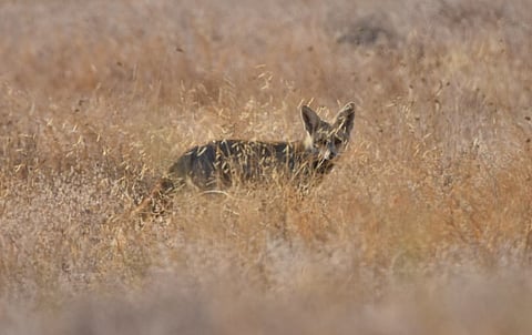 A Bengal fox