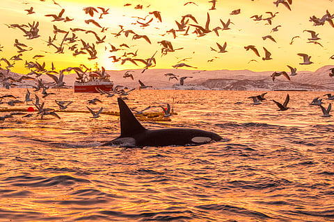 UNOC3: 49 states, EU ratify high seas treaty but still short of 60 mark