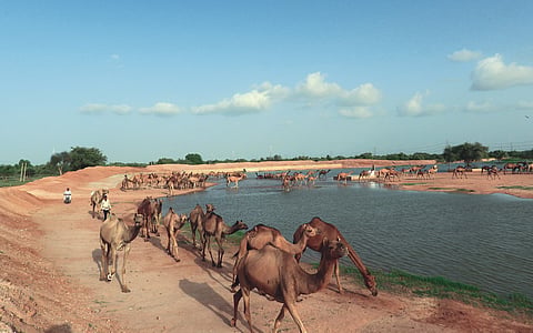 International Day to Combat Desertification and Drought 2025: India’s arid landscape now receives more rains and floods