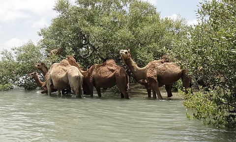 Despite NGT orders, illegal salt pans and encroachment of creeks continue to threaten Kachchh’s Kharai camels