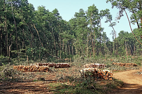 Despite Supreme Court order, government nod to clear over 8,500 hectares of forest in six months