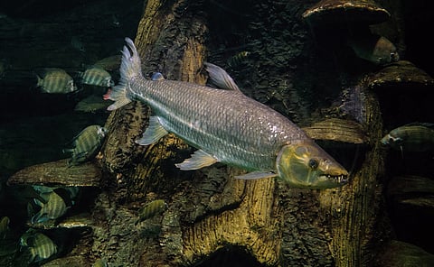 Quarter of Africa’s freshwater fish species face extinction: Report