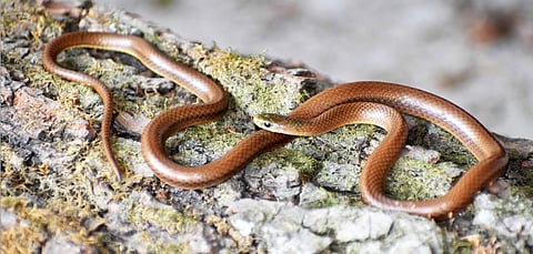 Among the newly discovered species is a snake found in Himachal Pradesh, Anguiculus dicaprioi, named in honour of actor and environmentalist Leonardo DiCaprio.