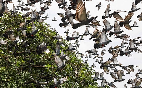 Concern in Delhi over ‘rats from the sky’
