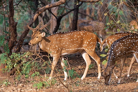 Spotted deer grazing in the wild at Bannerghatta forest in Karnataka