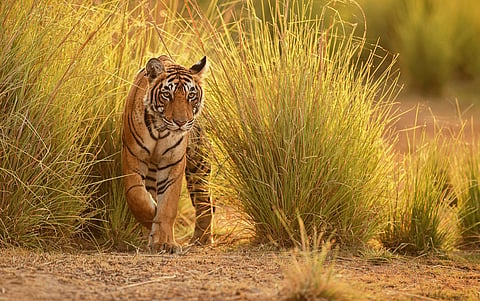 Tigers turning maneaters? No, say experts