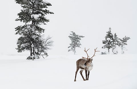 Arctic reindeer could be nearly gone by 2100, particularly in North America, warns study