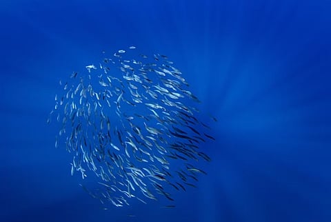 How climate change is making Europe’s fish move to new waters